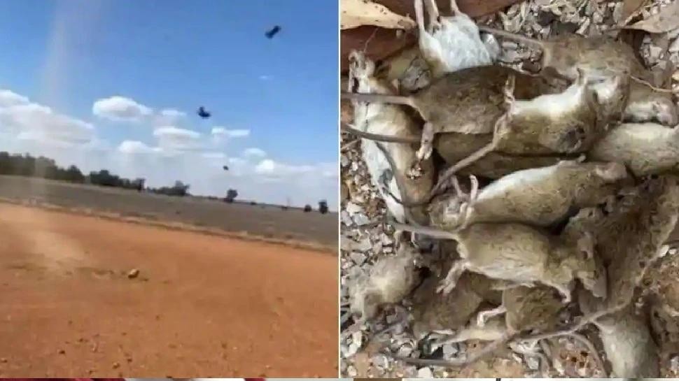 'Mouse plague' in Australia  New South Wales
